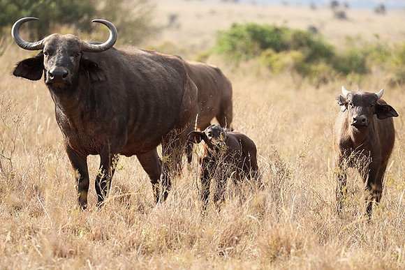 Nairobi National Park