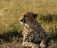 Masaï Mara