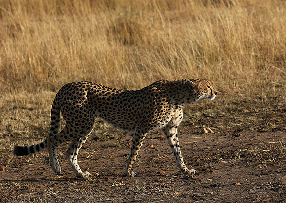 Masaï Mara