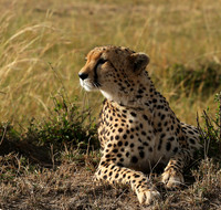 Masaï Mara