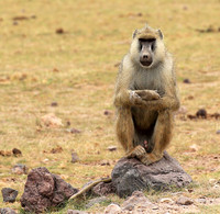 Baboon - Amboseli