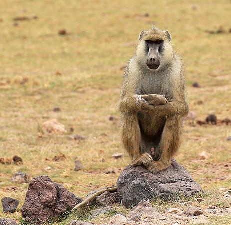Baboon - Amboseli