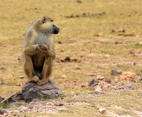 Baboon - Amboseli