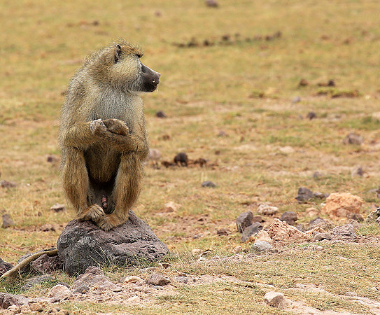 Baboon - Amboseli