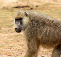 Baboon - Amboseli