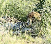 Ongava Game Reserve