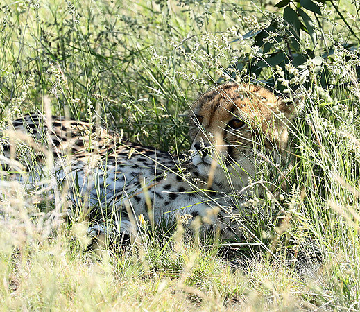 Ongava Game Reserve