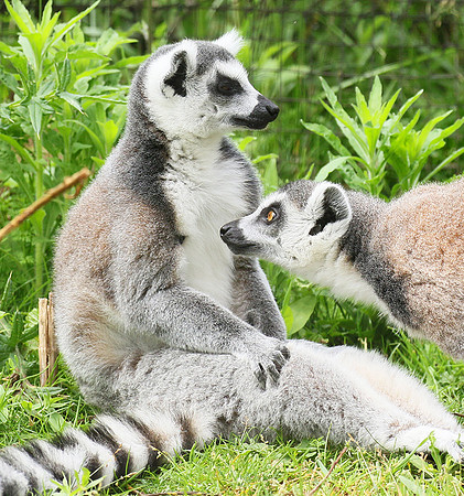 Lemur maki catta - Parc animalier de Ste Croix