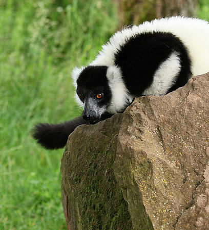 Black and white ruffed lemur - maki vari noir et blanc - Parc animalier de Ste Croix