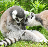 Lemur maki catta - Parc animalier de Ste Croix