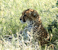 Ongava Game Reserve