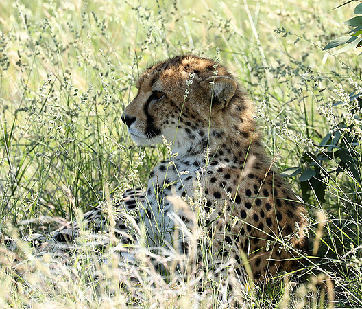 Ongava Game Reserve