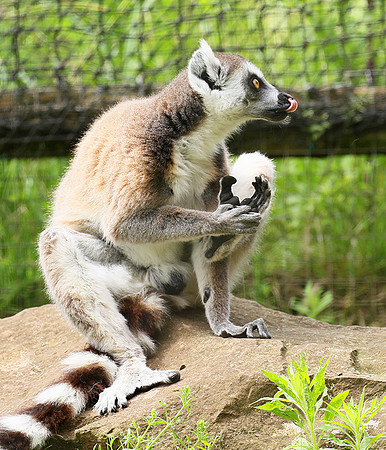 Lemur maki catta - Parc animalier de Ste Croix