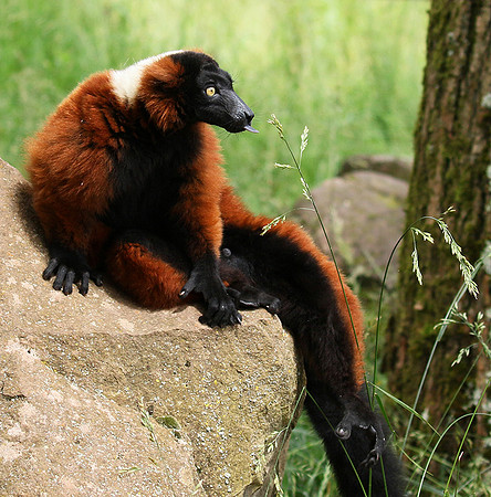 Red ruffed lemur - lemur vari roux - Parc animalier de Ste Croix