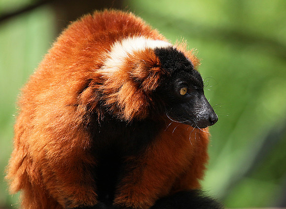 Red ruffed lemur - lemur vari roux - Parc animalier de Ste Croix