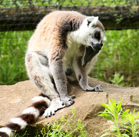 Lemur maki catta - Parc animalier de Ste Croix