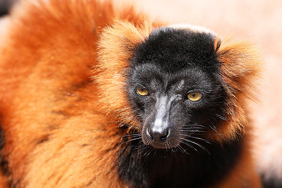 Red ruffed lemur - lemur vari roux - Parc animalier de Ste Croix