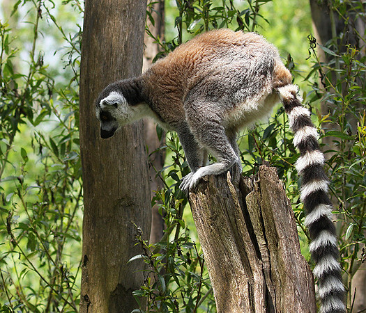 Lemur maki catta - Parc animalier de Ste Croix