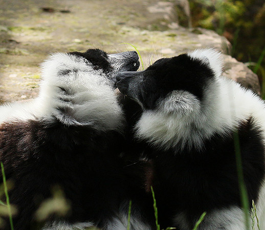 Black and white ruffed lemur - maki vari noir et blanc - Parc animalier de Ste Croix