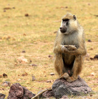 Baboon - Amboseli
