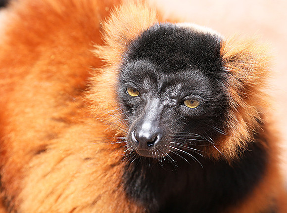 Red ruffed lemur - lemur vari roux - Parc animalier de Ste Croix