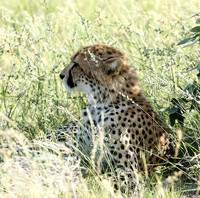 Ongava Game Reserve