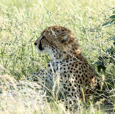 Ongava Game Reserve