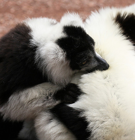Black and white ruffed lemur - maki vari noir et blanc - Parc animalier de Ste Croix