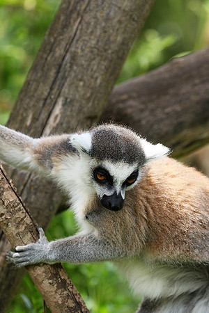 Lemur maki catta - Parc animalier de Ste Croix