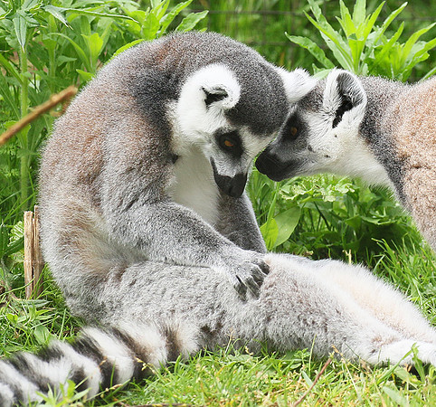 Lemur maki catta - Parc animalier de Ste Croix