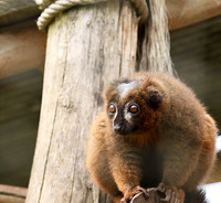 Red-bellied lemur - Parc animalier de Ste Croix