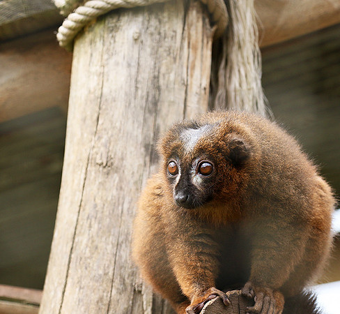 Red-bellied lemur - Parc animalier de Ste Croix