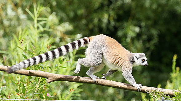 Lemur maki catta - Parc animalier de Ste Croix