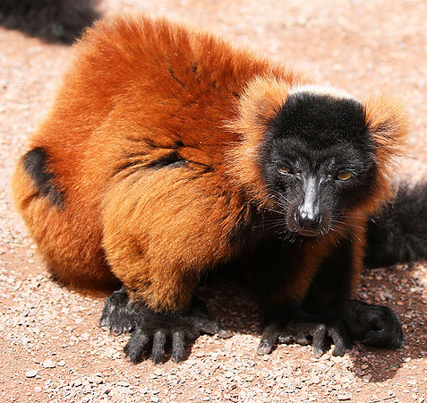 Red ruffed lemur - lemur vari roux - Parc animalier de Ste Croix