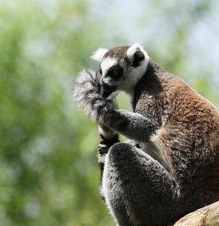 Lemur maki catta - Parc animalier de Ste Croix