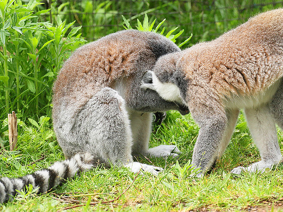 Lemur maki catta - Parc animalier de Ste Croix