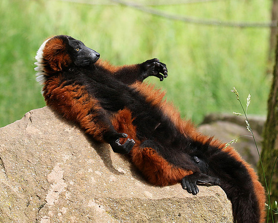 Red ruffed lemur - lemur vari roux - Parc animalier de Ste Croix