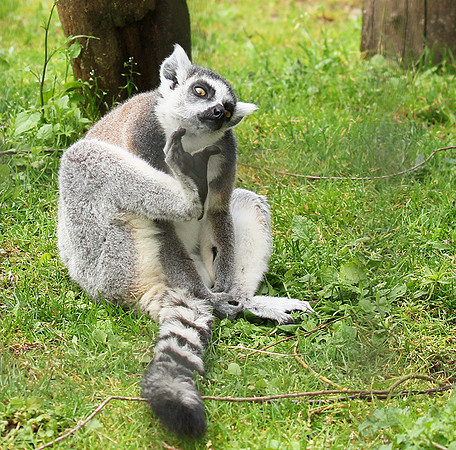 Lemur maki catta - Parc animalier de Ste Croix