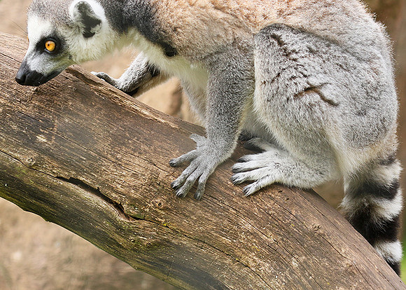 Lemur maki catta - Parc animalier de Ste Croix
