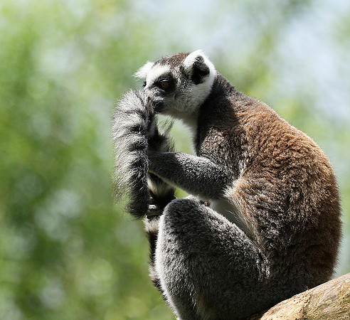 Lemur maki catta - Parc animalier de Ste Croix