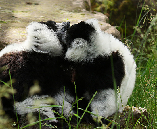 Black and white ruffed lemur - maki vari noir et blanc - Parc animalier de Ste Croix