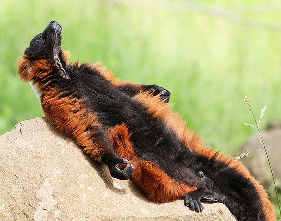Red ruffed lemur - lemur vari roux - Parc animalier de Ste Croix