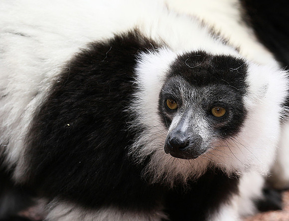 Black and white ruffed lemur - maki vari noir et blanc - Parc animalier de Ste Croix