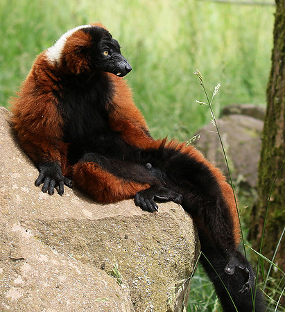 Red ruffed lemur - lemur vari roux - Parc animalier de Ste Croix
