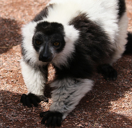 Black and white ruffed lemur - maki vari noir et blanc - Parc animalier de Ste Croix