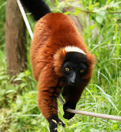 Red ruffed lemur - lemur vari roux - Parc animalier de Ste Croix