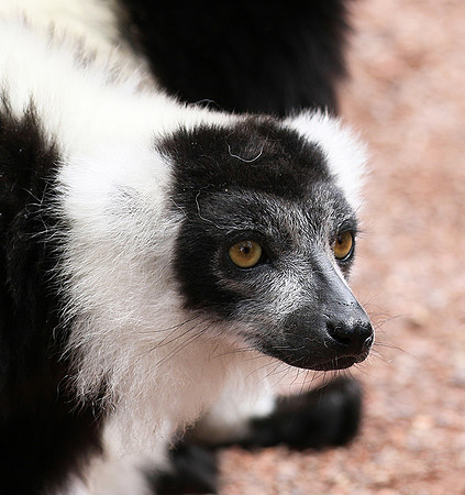 Black and white ruffed lemur - maki vari noir et blanc - Parc animalier de Ste Croix
