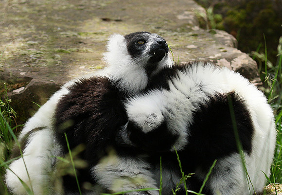 Black and white ruffed lemur - maki vari noir et blanc - Parc animalier de Ste Croix