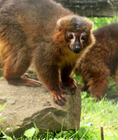 Red-bellied lemur - Parc animalier de Ste Croix