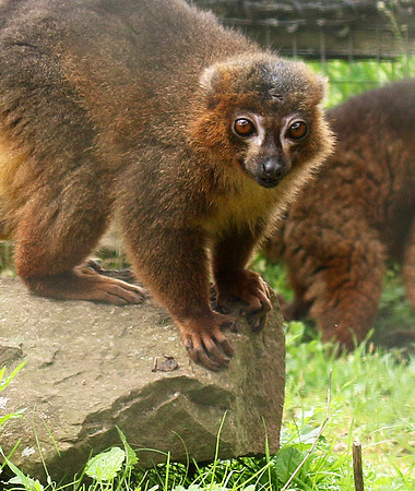 Red-bellied lemur - Parc animalier de Ste Croix